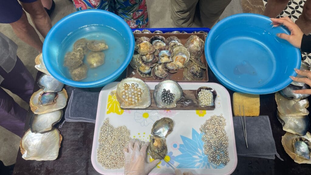 freshwater pearl farming process from mussel to gem