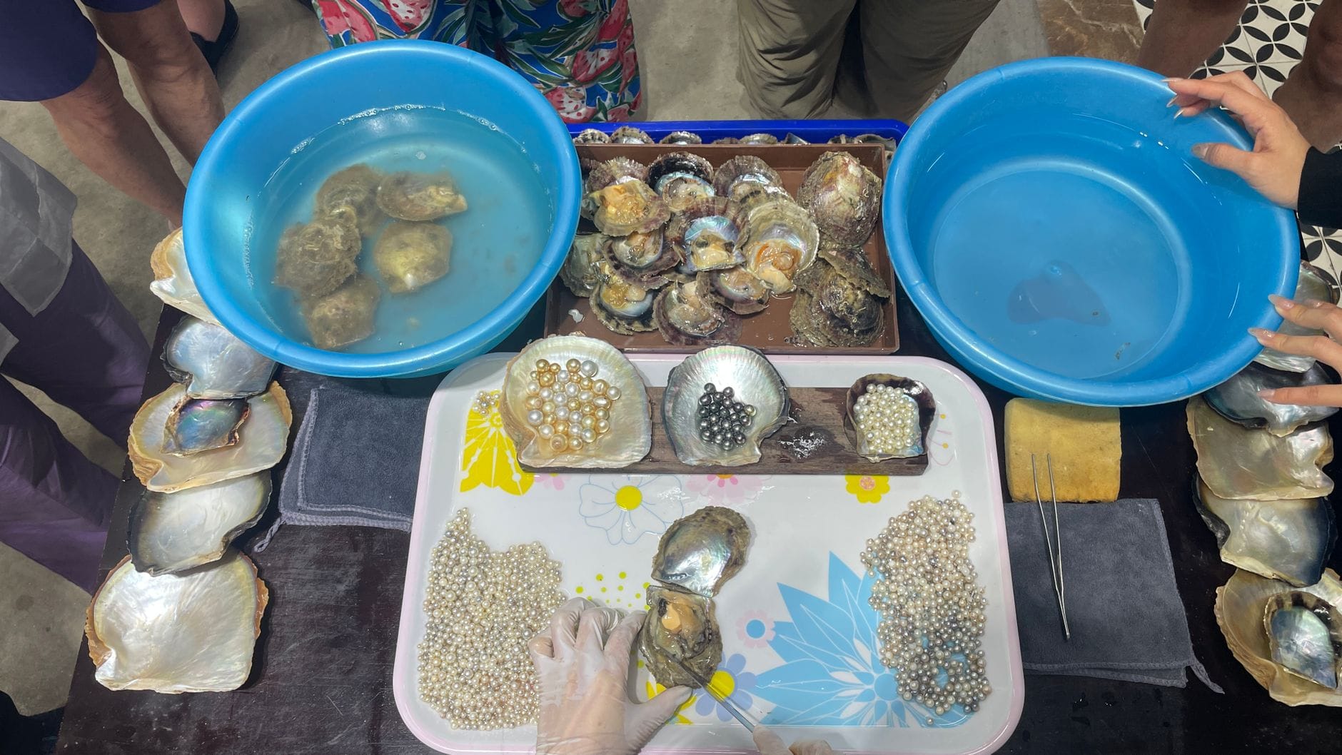 freshwater pearl farming - from mussel to gem