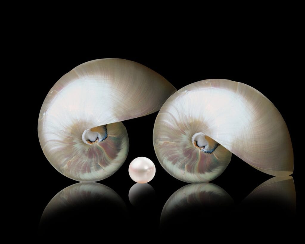 nautilos, nacre, pearl, shell, pearl, pearl, pearl, pearl, pearl