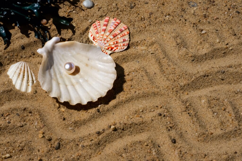 A close-up of seashells with a pearl on textured sandy beach surface under sunlight.