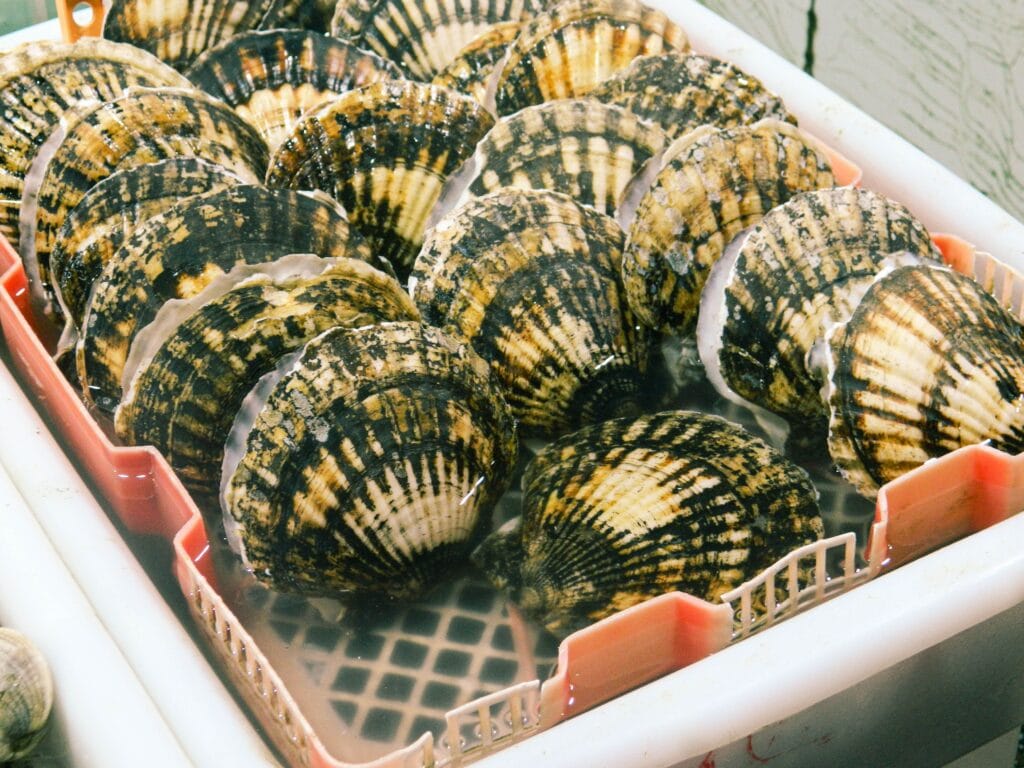 Close-up of fresh scallops in a market tray, highlighting seafood textures.