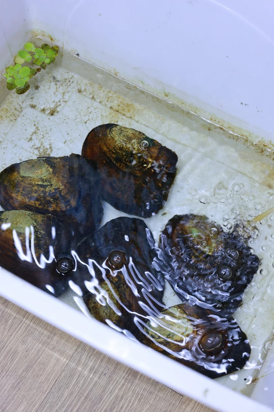 Real photo of freshwater pearl mussels in water from Zhuji pearl market, AdSense EEAT evidence