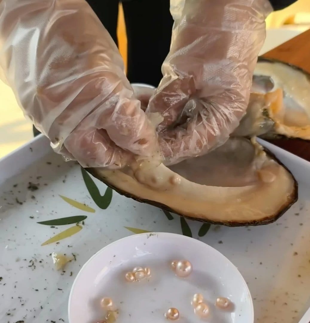 Opening a mussel to harvest freshwater pearls